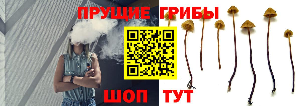 Псилоцибиновые грибы Cubensis Иваново